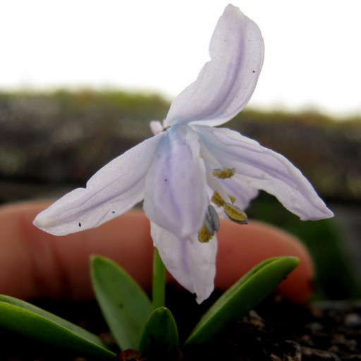 Scilla tubergeniana (mistchenkiana)